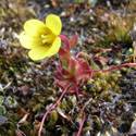 Saxifraga flagellaris. A small yellow flower with a red stem and leaves.